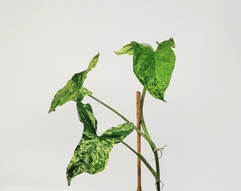 Syngonium Mottled Mojito