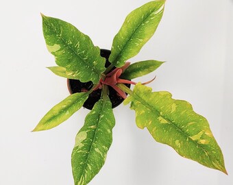 Philodendron Variegated Ring of Fire