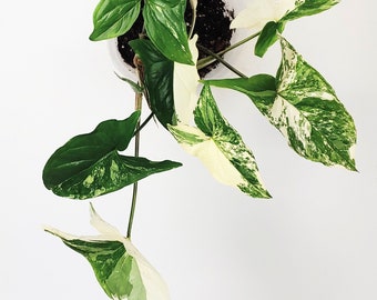 Variegated Albo Syngonium