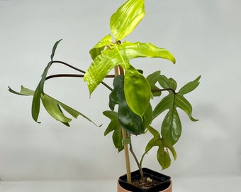 Philodendron Florida Ghost