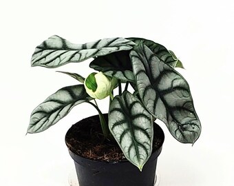 Alocasia Silver Dragon