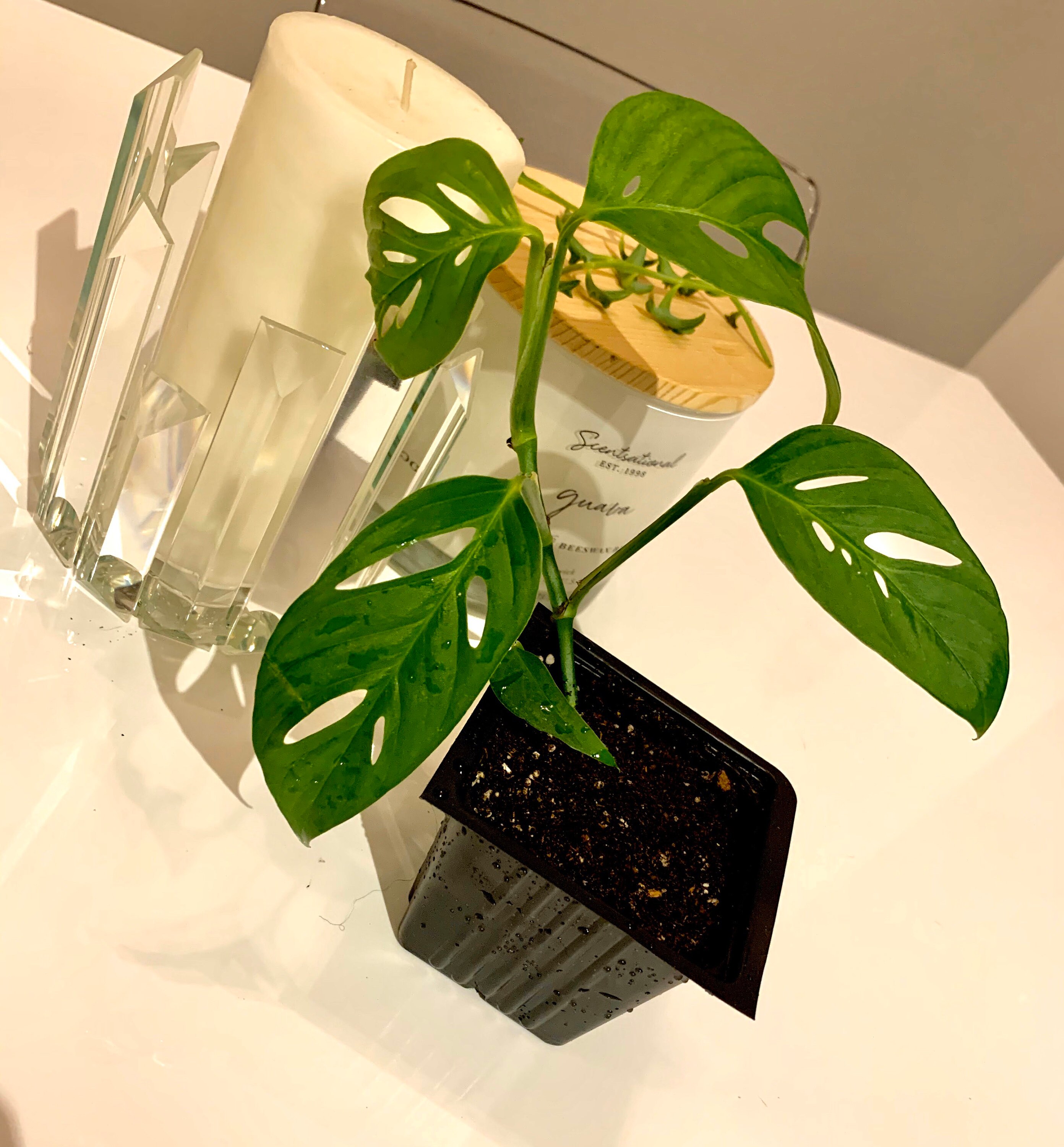 Monstera Adansonii Narrow Form Plant RARE FREE Gift Etsy
