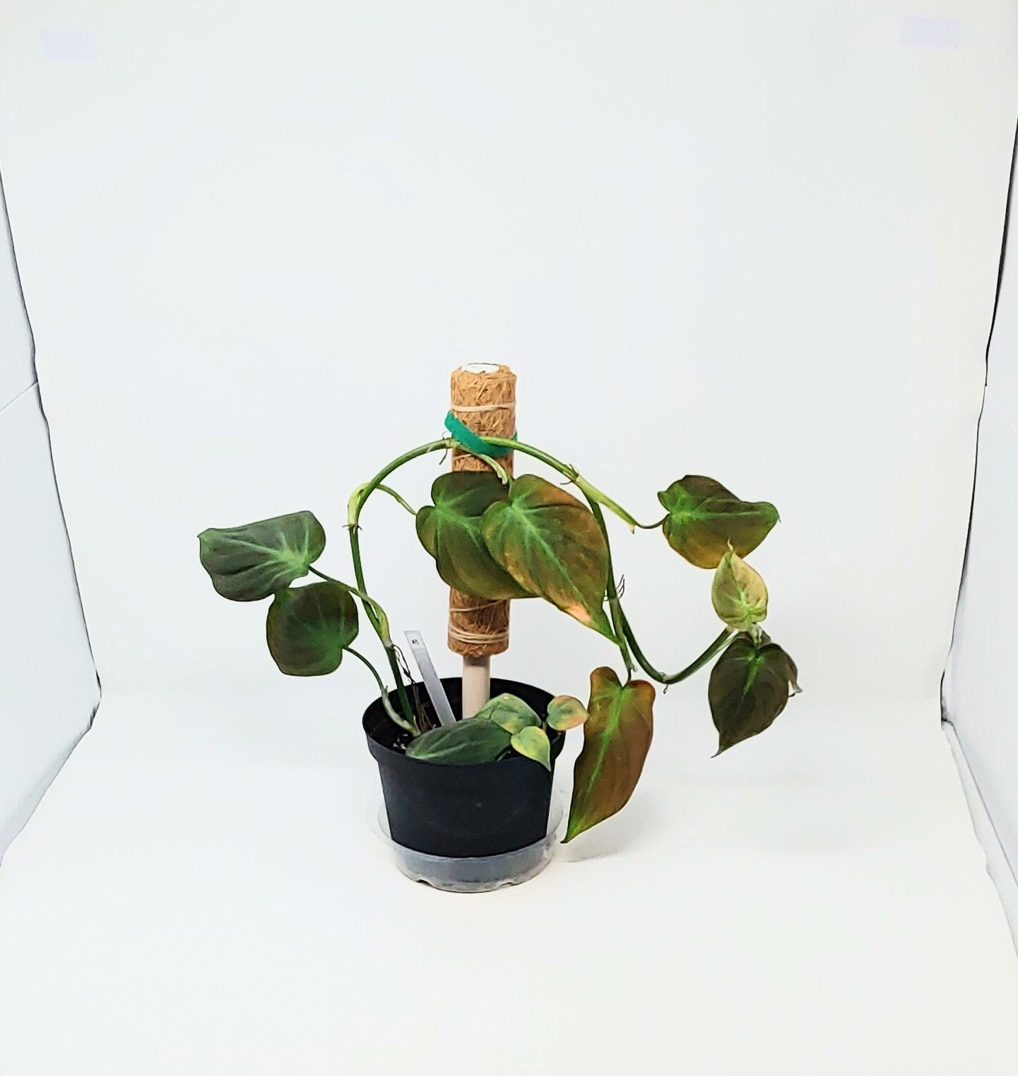 Philodendron Camposportoanum