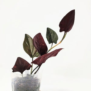 Syngonium Red Leaf