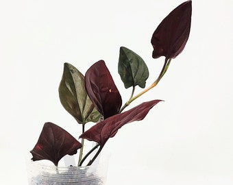 Syngonium Red Leaf