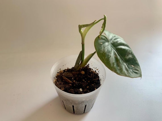 Philodendron Brandtianum Large Form Plant Etsy