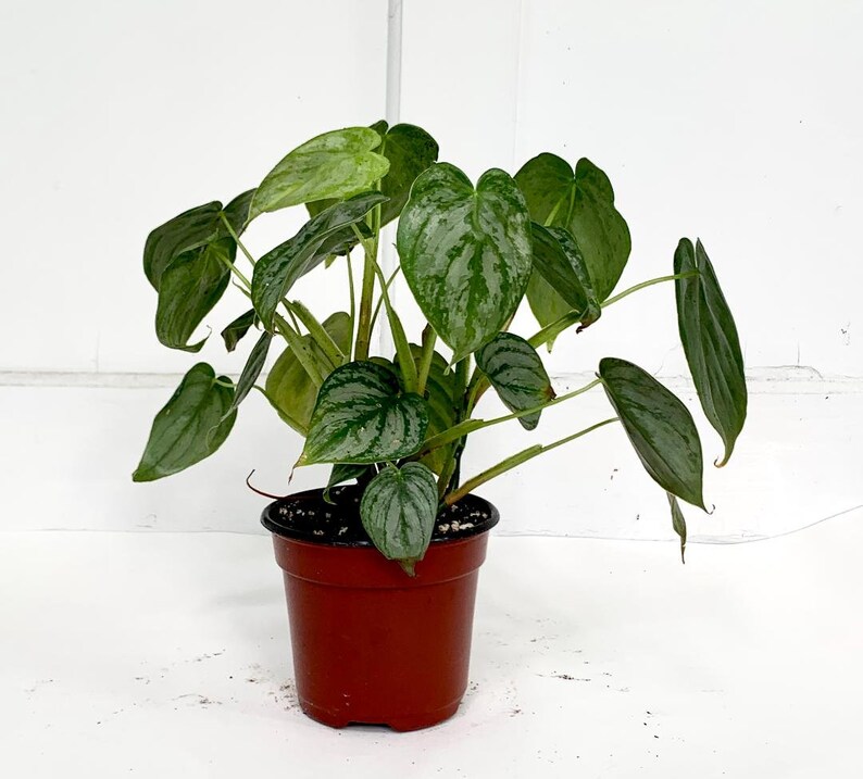 Philodendron Brandtianum RARE / Live Philodendron / & FREE ...