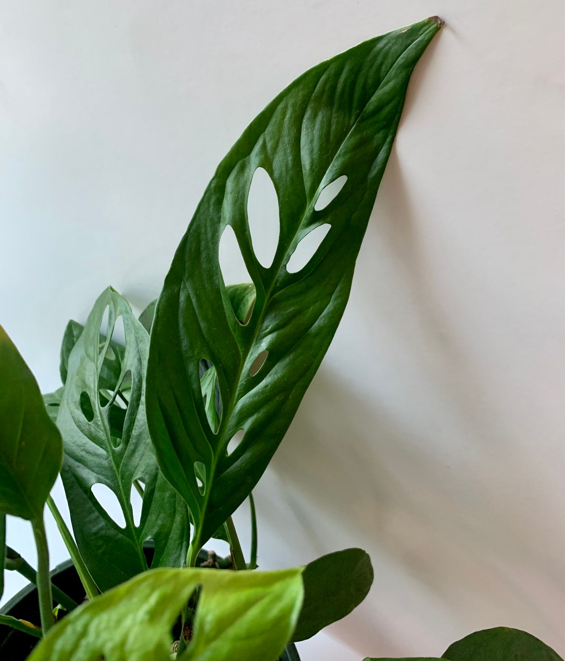 Monstera Adansonii Narrow Form Cuttings Etsy de