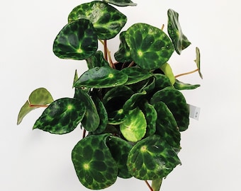 Begonia Kingiana