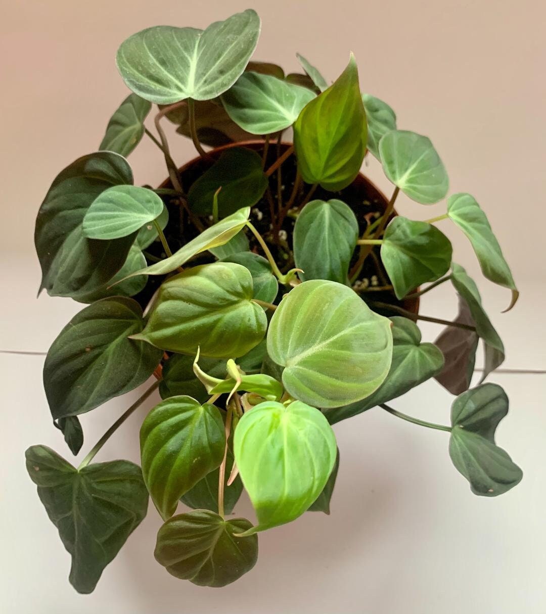 philodendron micans cuttings / velvet leaf philodendron - etsy.de