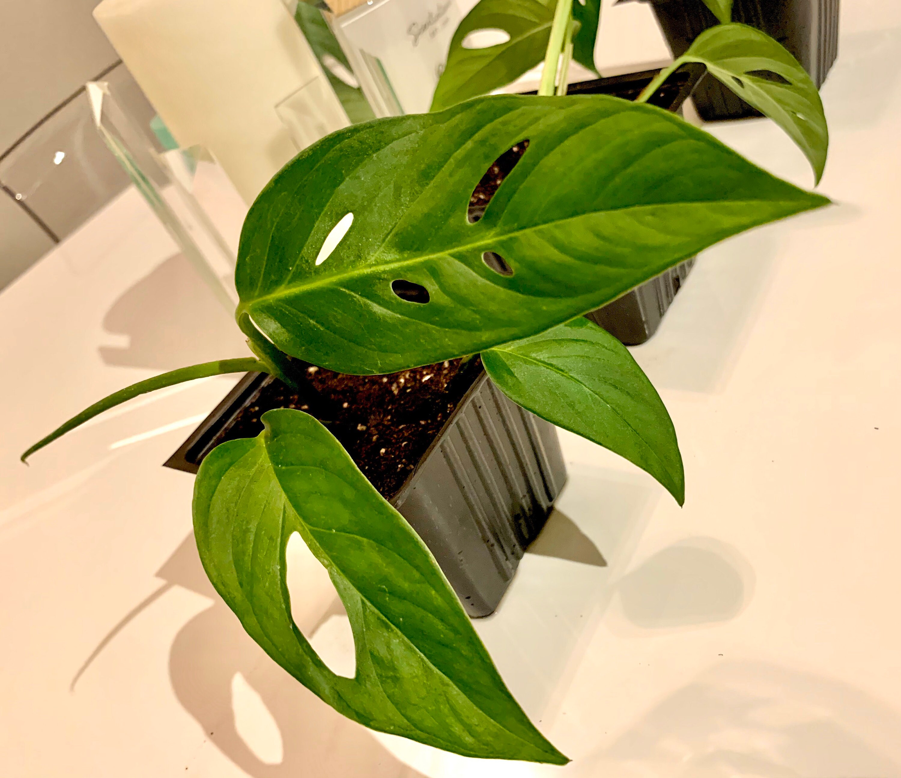 Monstera Adansonii Narrow Form Plant RARE FREE Gift Etsy