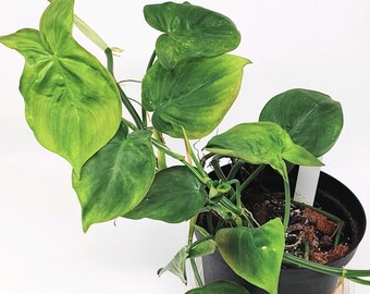 Philodendron Camposportoanum