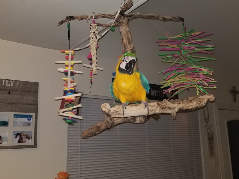 Handmade swinging bird perches for medium to large birds Etsy