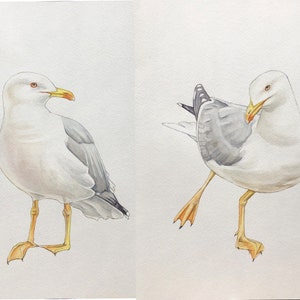 Seagulls Watercolor – Set of 2 Seagull Paintings – Hand Painted Watercolor Birds – Beach Decor – Ocean Birds – Modern Coastal Interior