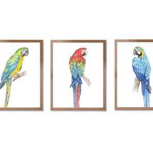 Parrots print tropical bird prints watercolor, set of 3 birds art