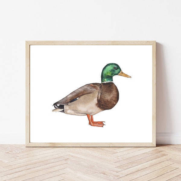 Canard colvert png, aquarelle de canard, impression de canard colvert