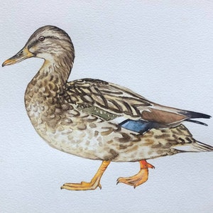 Watercolor Duck Wall Art - Sweet Original Painting for Baby Room, Kitchen or Living Space Cute Hand-Painted Wall Art for Nursery or Kitchen