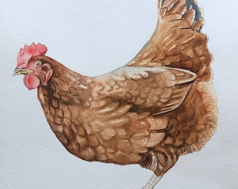 Chicken watercolor painting, hen painting, easter chicken