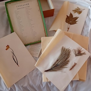Vintage herbarium set of 50 sheets in a box - pressed botanicals plants species original specimens rare collection - dried flowers