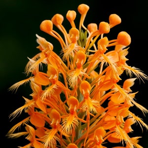 May include: Close-up of a vibrant orange flower with delicate, fringed petals and a cluster of small, rounded buds at the top. The flower's intricate structure is set against a dark background, highlighting its bright color and unique shape.