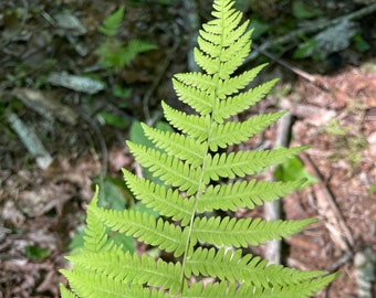 3  New York Fern (Thelypteris Noveboracensis)