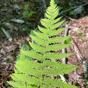 3  New York Fern (Thelypteris Noveboracensis)