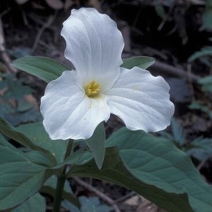 4 White Trillium (Trillium Grandiflorum)