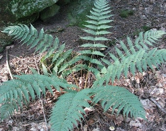 Extra Large Leatherwood Fern (Dryopteris marginalis)