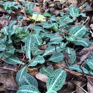 3 Rattlesnake Orchid (Goodyera Pubescens)