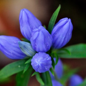 Soapwort Gentian Gentiana Saponaria 画像 1