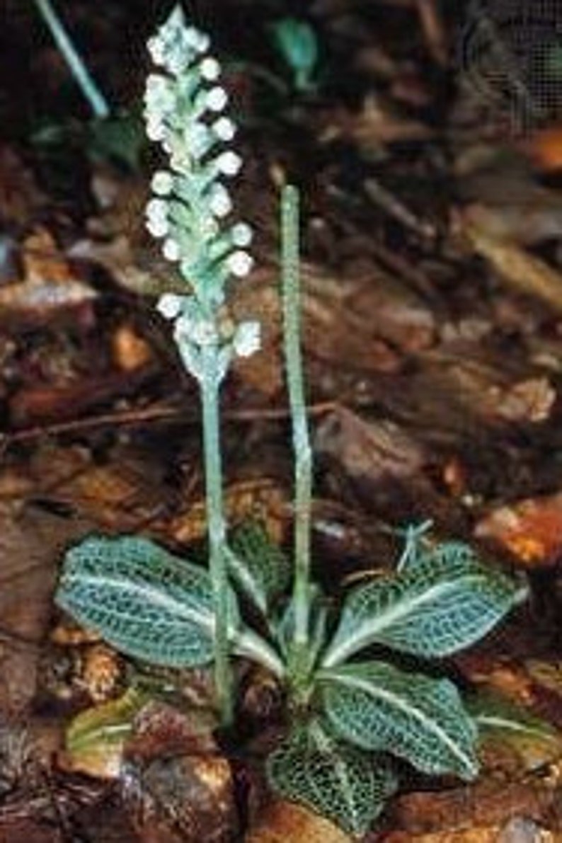 5 Rattlesnake Orchid Goodyera Pubescens Etsy