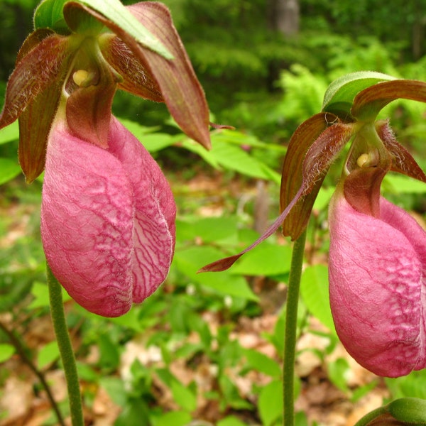 Pink Lady’s Slipper Double Crown (2 Bud/Bloom) Cypripedium Acaule