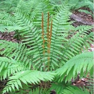 3 Small Bare- Root Cinnamon Fern ( Osmunda Cinnamomea )