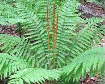 3 Small Bare- Root Cinnamon Fern ( Osmunda Cinnamomea )