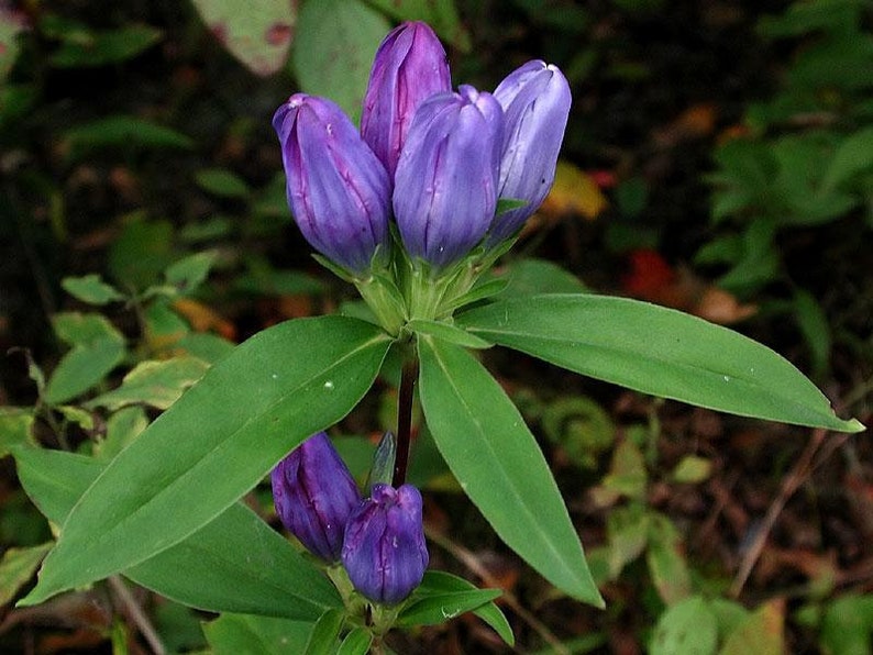 Soapwort Gentian Gentiana Saponaria 画像 2