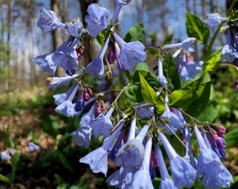 Bluebells, Extra Large "Bare Root" (Mertensia virginica)