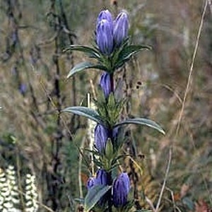 Soapwort Gentian Gentiana Saponaria 画像 3