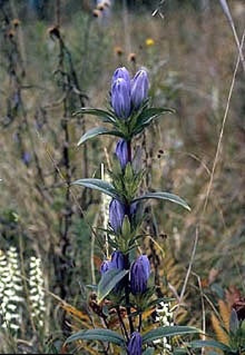 Soapwort Gentian Gentiana Saponaria 画像 3