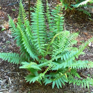 May include: A close-up of a green fern plant with lush fronds growing in a garden setting. The fern is surrounded by brown mulch and other plants.