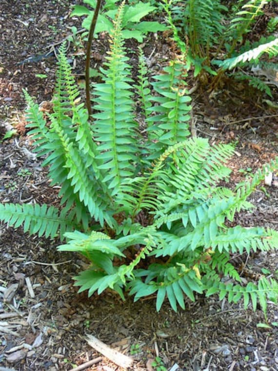3ea Christmas Fern polystichum Acrostichoides Bare Root Etsy