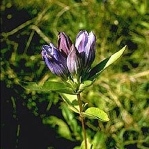 Soapwort Gentian Gentiana Saponaria 画像 4