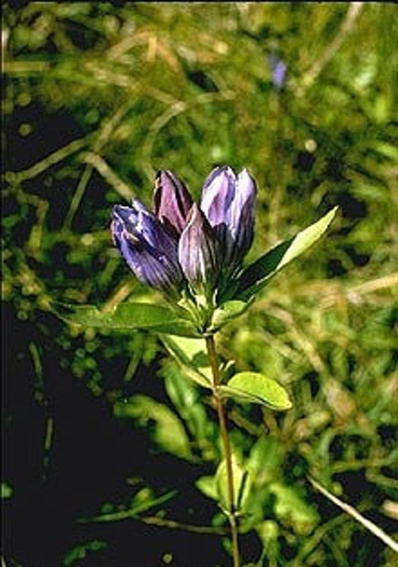 Soapwort Gentian Gentiana Saponaria image 4