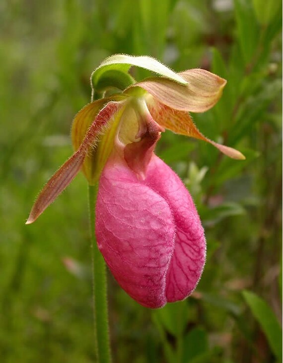 Pink Ladies Slippers | Lady slipper flower, Pink lady slipper, Flower garden
