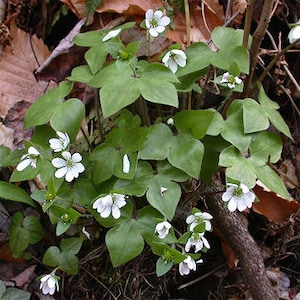 3 Sharped-Lobed Hepatica  (Hepatica Acutrloba)