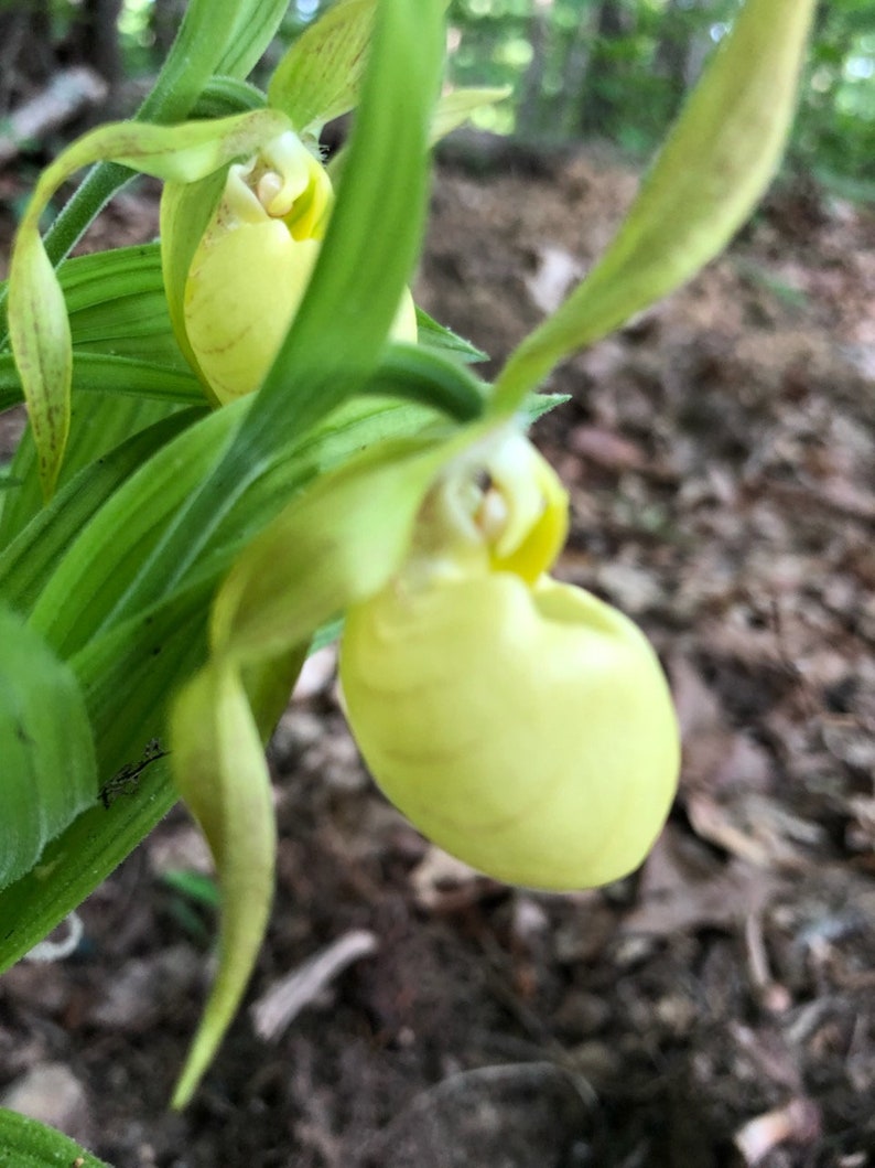 lady slipper price
