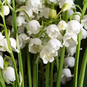 5 (Dormant) Lily of the Valley  (Convallaria Majalis) These have already bloomed this year and will not bloom again until spring 2027
