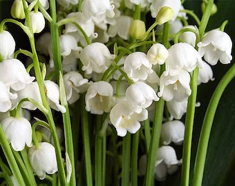 5 (Dormant) Lily of the Valley  (Convallaria Majalis) These have already bloomed this year and will not bloom again until spring 2026