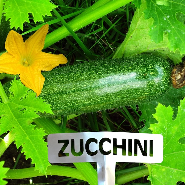 Brushed Stainless Steel Garden Marker - Zucchini, Vegetable Marker