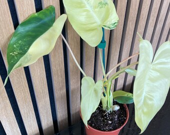 Variegated Monstera Albo Baby Plant 1 Leaf Fully Rooted Etsy Uk Variegated Monstera Albo Baby Plant 1 Leaf Fully Rooted Etsy Uk