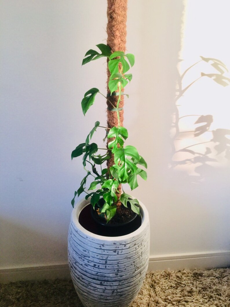 Diy Moss Pole For Monstera / Monstera adansonii monkey leaf moss pole